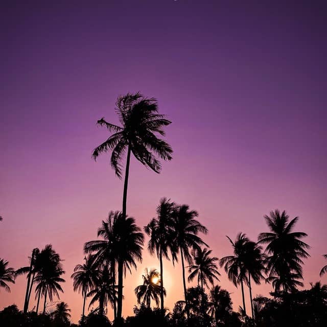 palm trees at a sunset